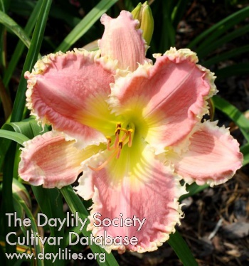 Daylily Daisy Della